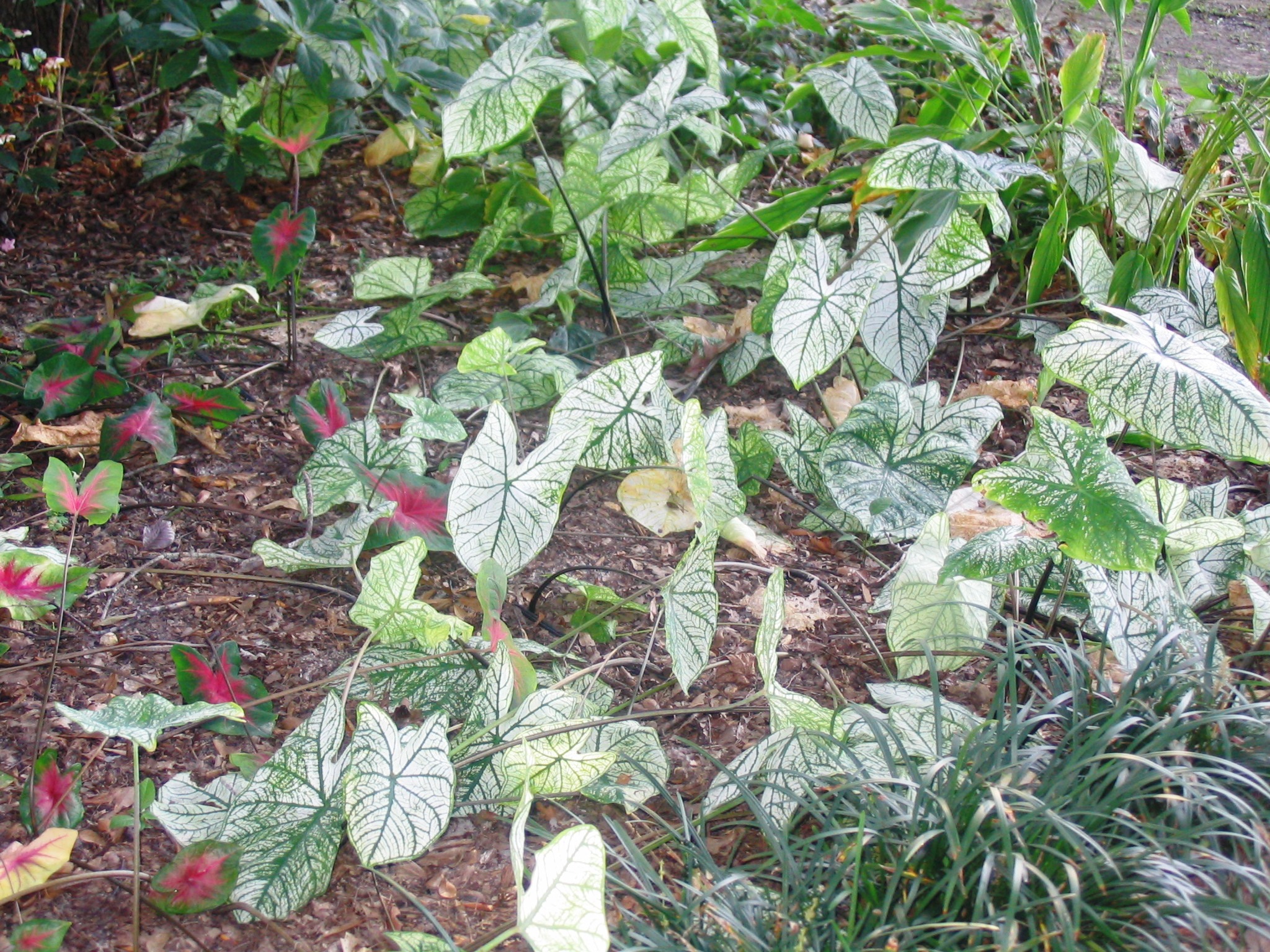 Here’s what you can do with caladiums 